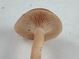 Rhodocybe nuciolens image