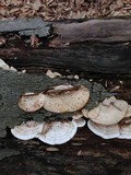 Trametes cubensis image