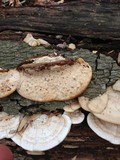 Trametes cubensis image