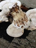 Trametes cubensis image