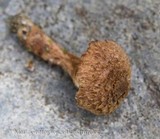 Inocybe hystrix image