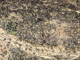 Eutypa flavovirens image