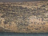 Eutypa flavovirens image