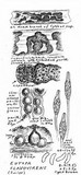 Eutypa flavovirens image