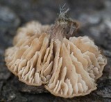 Lentinellus flabelliformis image