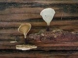 Polyporus leprieurii image