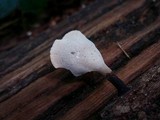 Polyporus leprieurii image