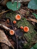 Cookeina tricholoma image