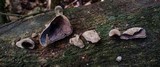 Auricularia nigricans image