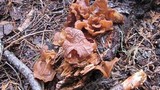 Auricularia americana image