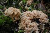 Clavulina coralloides image