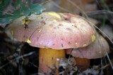 Rubroboletus legaliae image