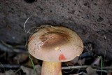 Rubroboletus legaliae image
