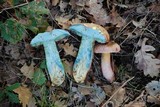 Rubroboletus legaliae image