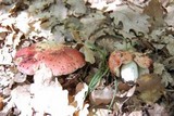 Russula rubroalba image