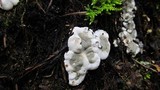Kretzschmaria deusta image