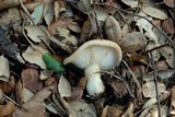 Lactarius zonarius image