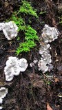 Kretzschmaria deusta image