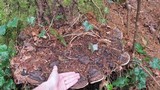 Fomitopsis mounceae image