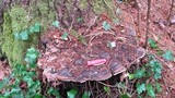 Fomitopsis mounceae image