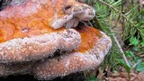 Fomitopsis mounceae image