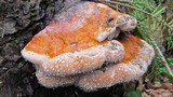 Fomitopsis mounceae image