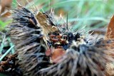 Lanzia echinophila image