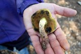 Boletus comptus image