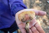 Boletus comptus image