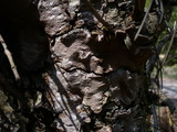 Phellinus conchatus image