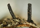 Glyphium elatum image