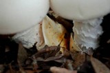 Amanita proxima image