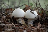 Amanita proxima image