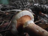Suillus tridentinus image