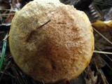 Suillus tridentinus image