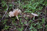Entoloma undatum image