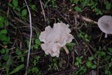 Entoloma undatum image