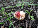 Colus hirudinosus image