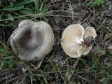Clitopilus cystidiatus image