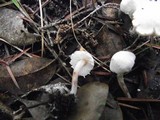 Cystolepiota seminuda image