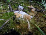 Galerina graminea image