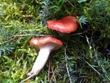 Gomphidius roseus image