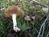 Hebeloma erumpens image