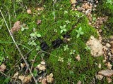 Helvella helvellula image