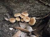 Inocybe agardhii image