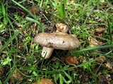 Lactarius cistophilus image