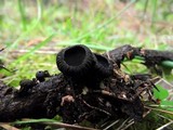Plectania rhytidia image