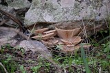 Pleurotus eryngii image