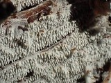 Trechispora farinacea image
