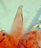 Homophron spadiceum image